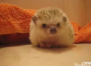 Introducing: Uni The Hedgehog